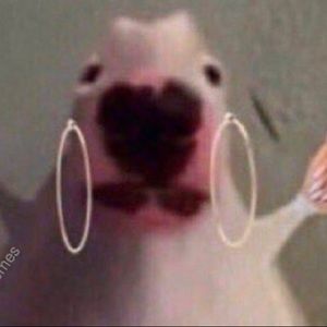 Meet your Posher, Cam